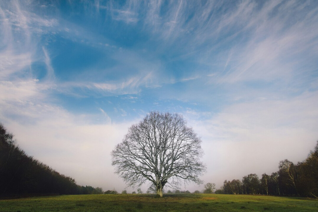 mysterious tree disappearance