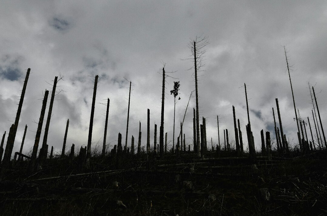 mysterious tree disappearance